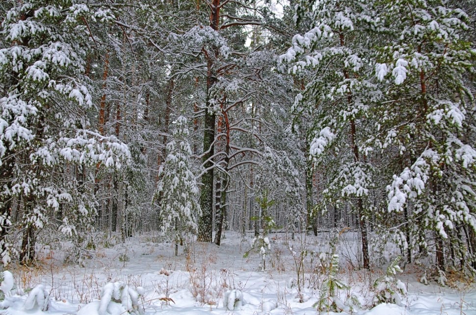 green leaf trees covered in white snow preview