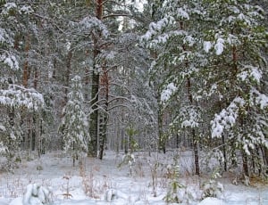green leaf trees covered in white snow thumbnail