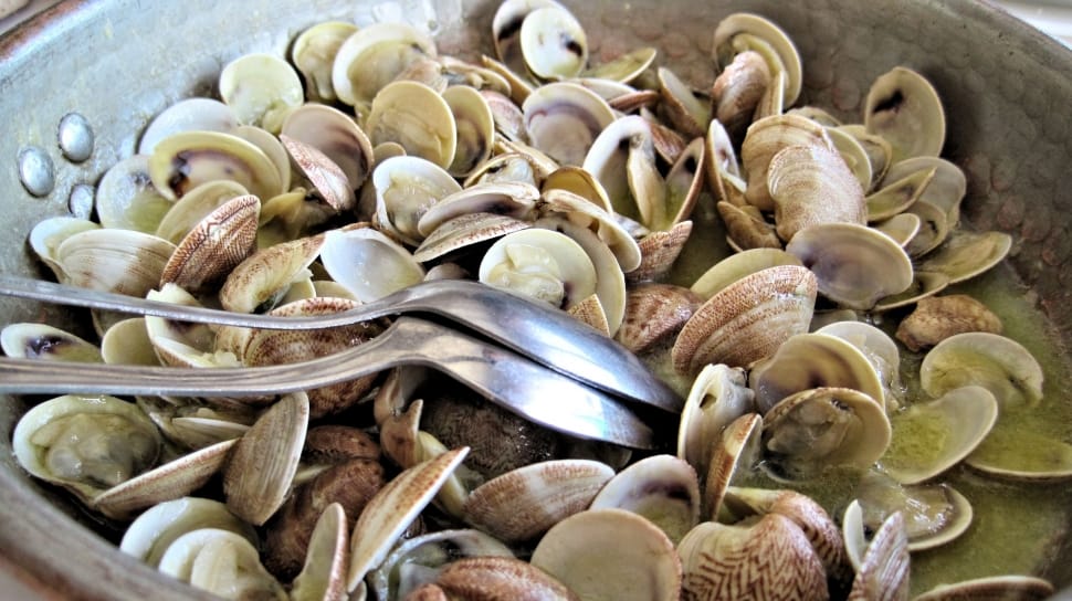 clam shells preview