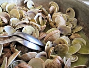 clam shells thumbnail