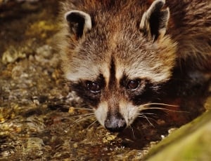 brown and black raccoon thumbnail