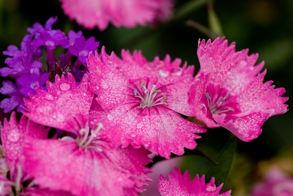 pink petaled flower selective focus photography preview