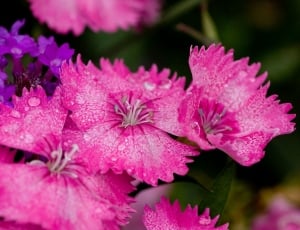 pink petaled flower selective focus photography thumbnail