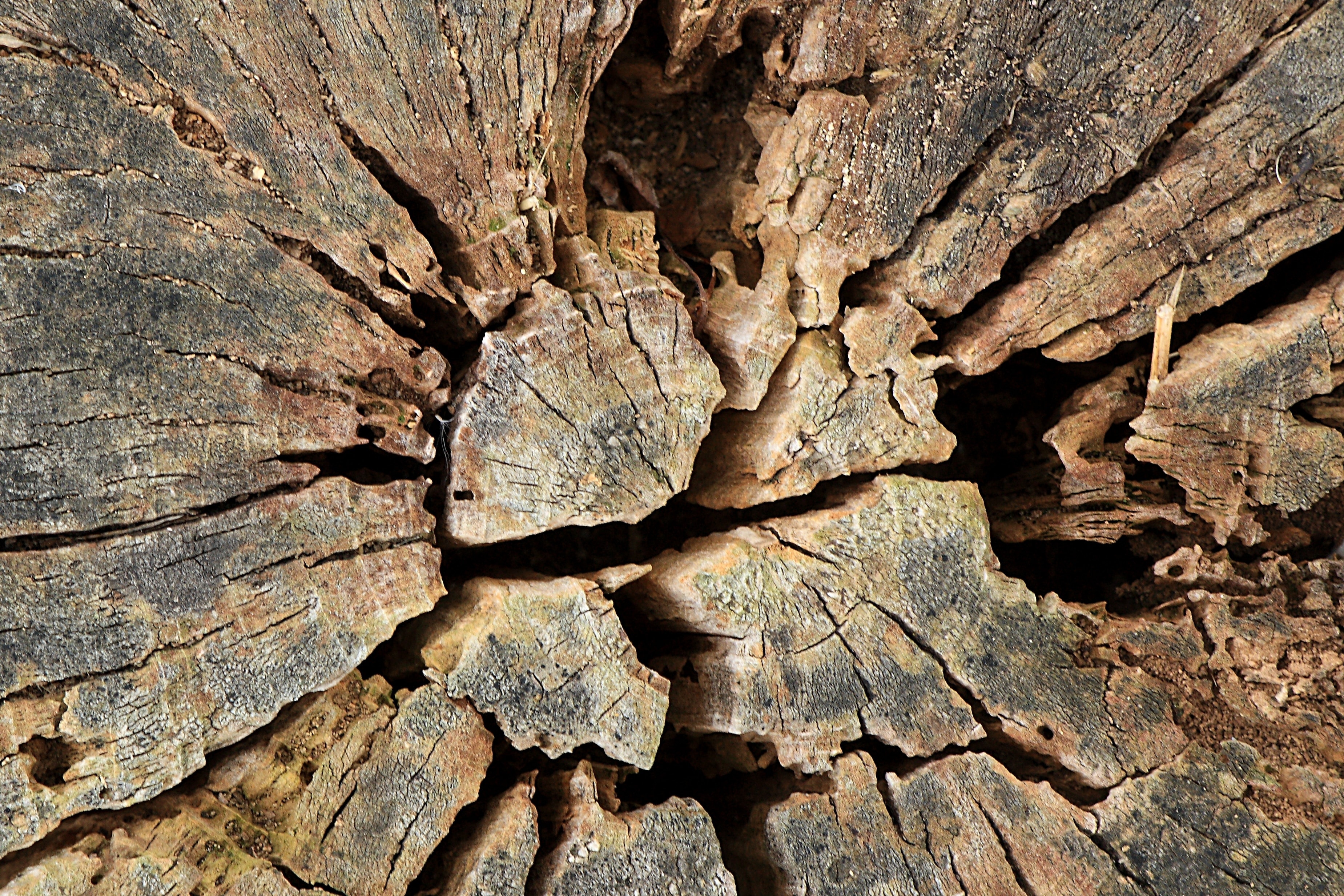brown log