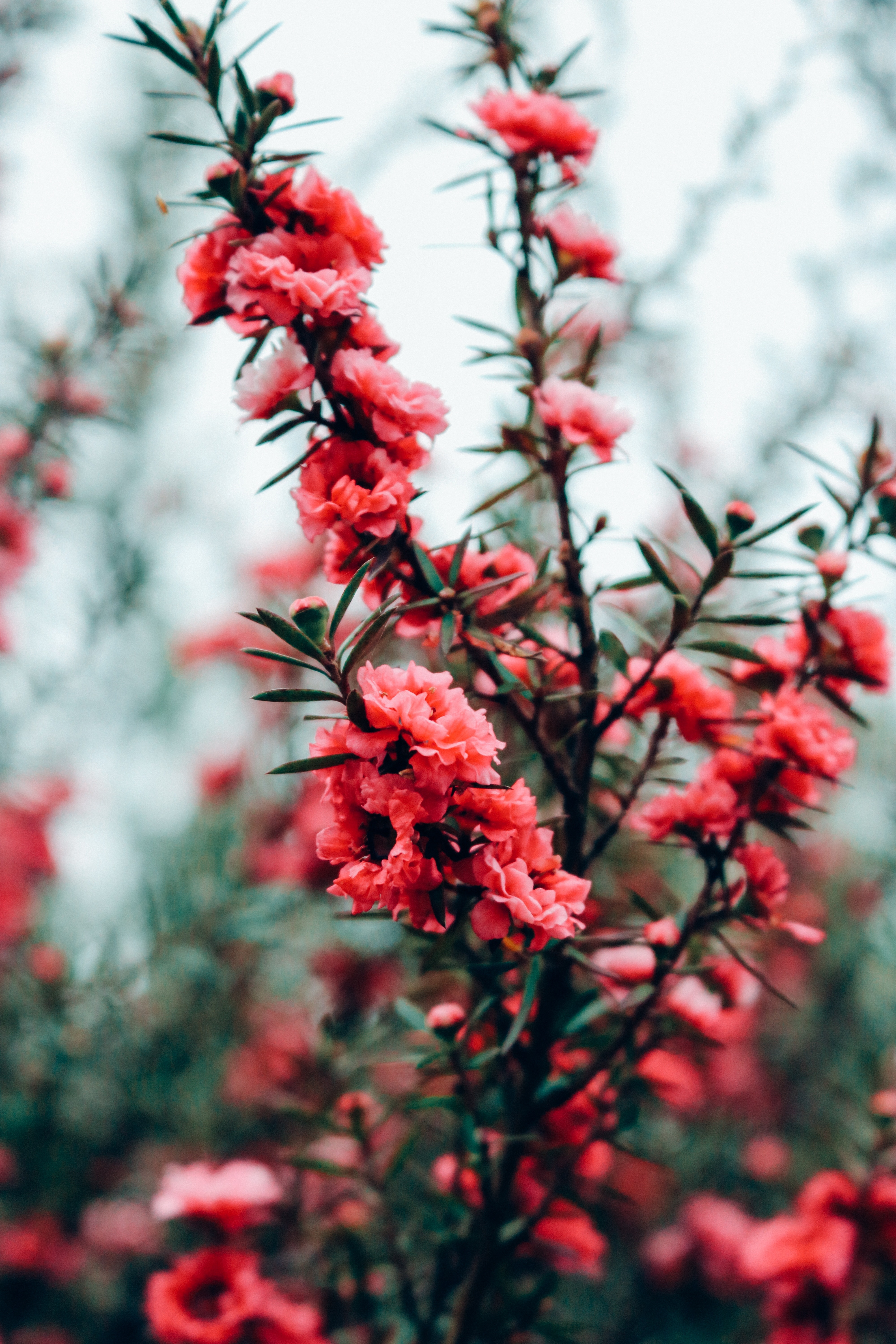 Plant, Flowers, Green, Hot Pink, Bush, flower, growth