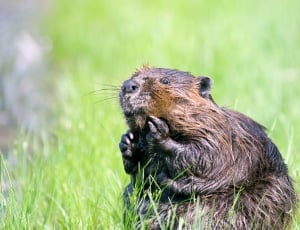 black and brown beaver thumbnail