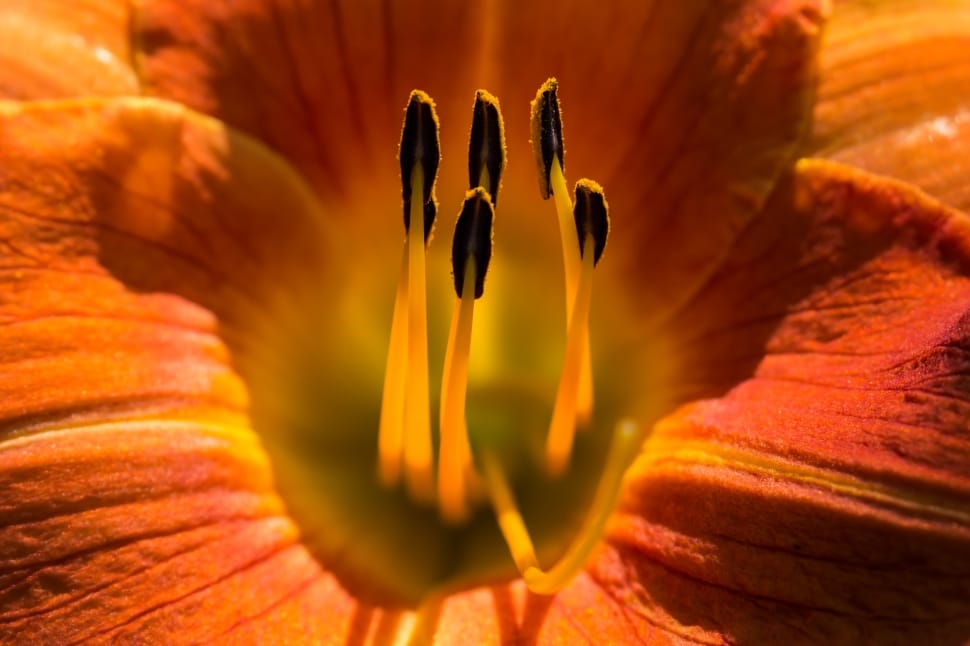 Lily, Flower, Garden, Blossom, Summer, orange color, no people preview