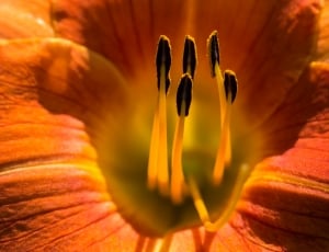 Lily, Flower, Garden, Blossom, Summer, orange color, no people thumbnail