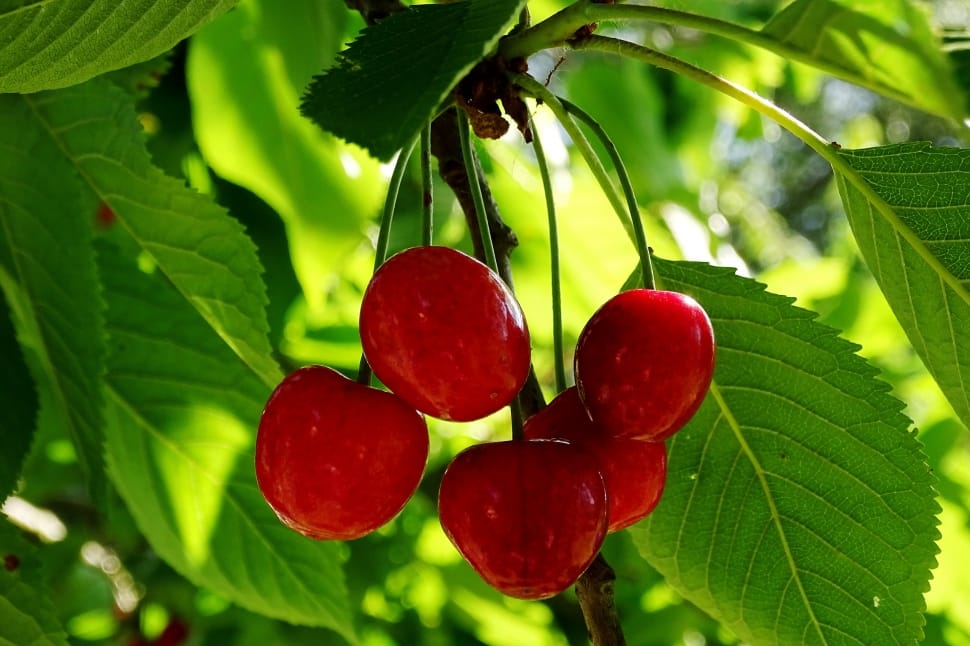 closeup photography of red cherries preview