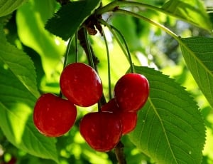 closeup photography of red cherries thumbnail