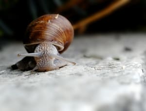 brow snail thumbnail