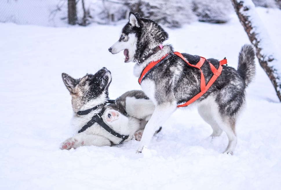two black siberian husky playing on snow preview