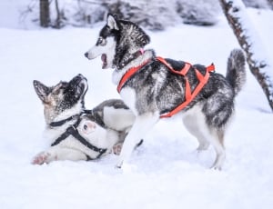two black siberian husky playing on snow thumbnail
