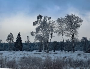 bare trees on snow field thumbnail
