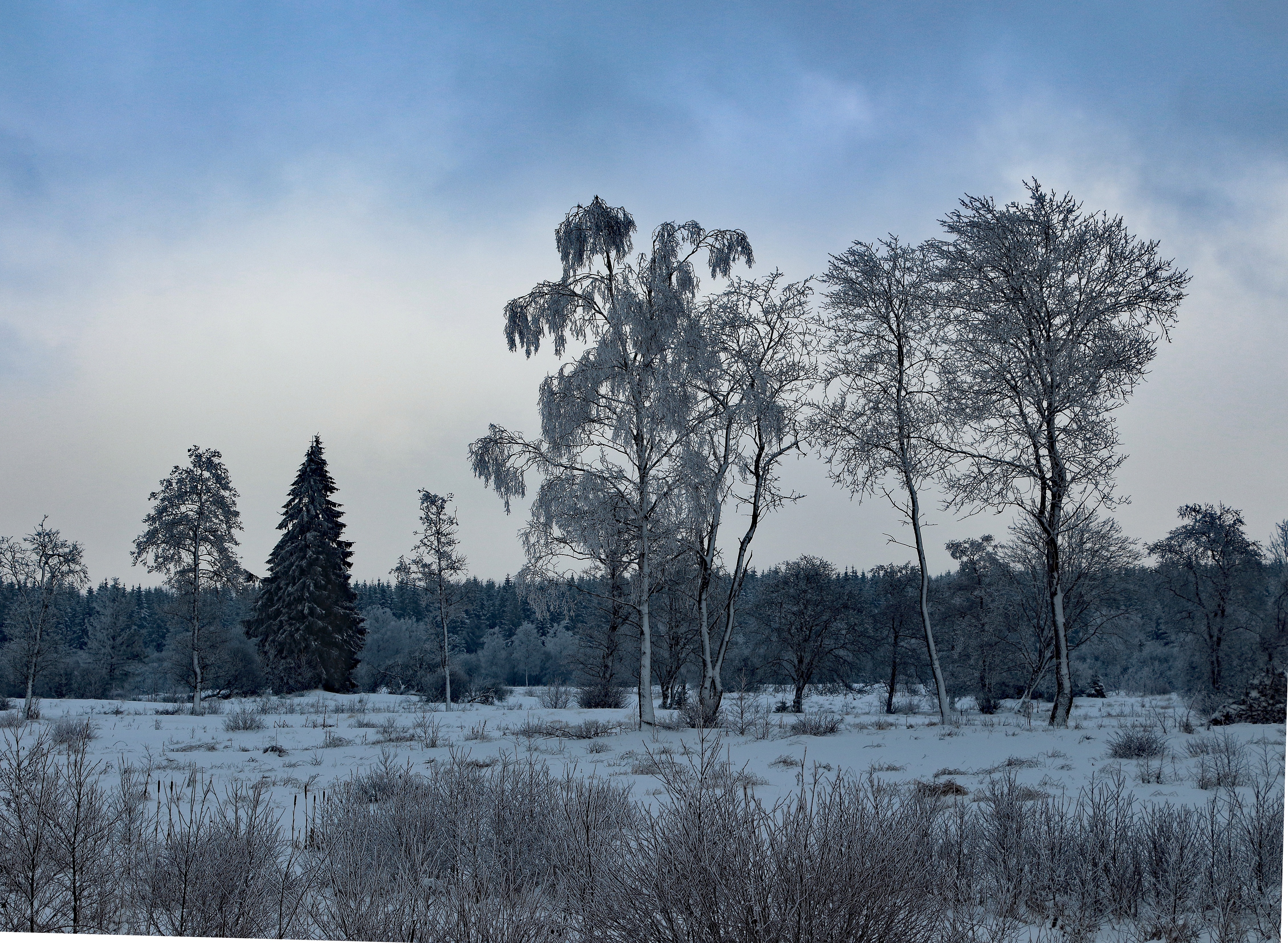 bare trees on snow field
