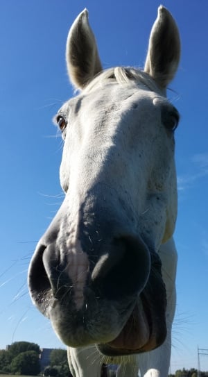 close up photo of white horse thumbnail