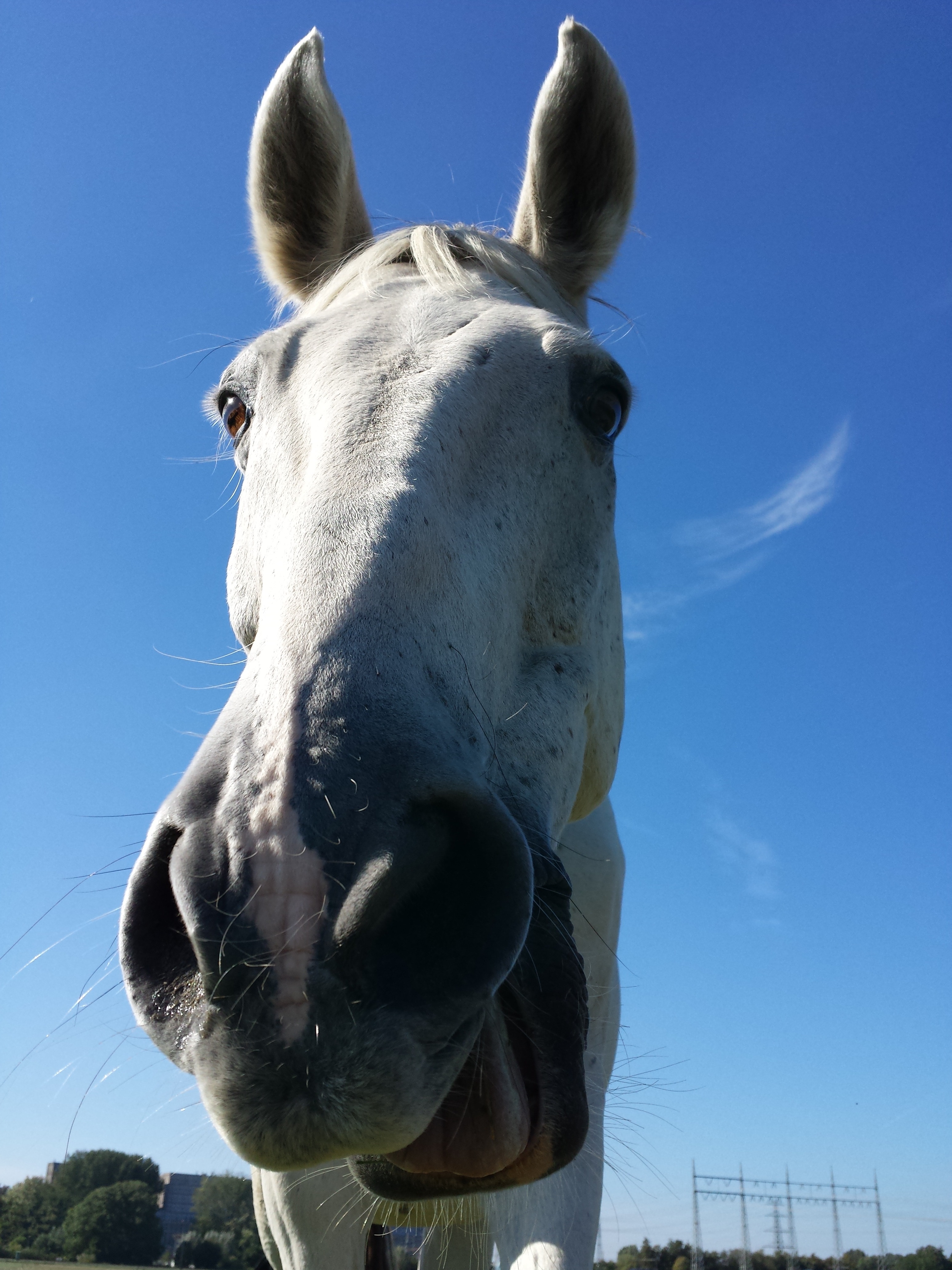 close up photo of white horse