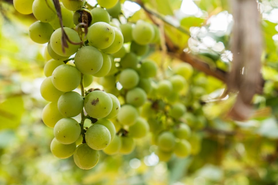 selective photo of green grapes fruit preview