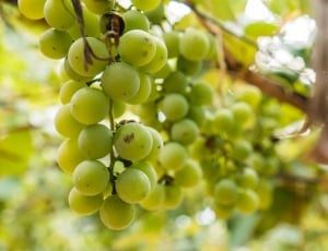 selective photo of green grapes fruit thumbnail