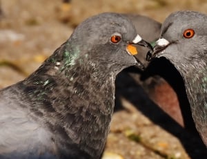 2 gray black and green pigeon thumbnail