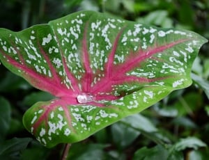 green and red leafed plant thumbnail