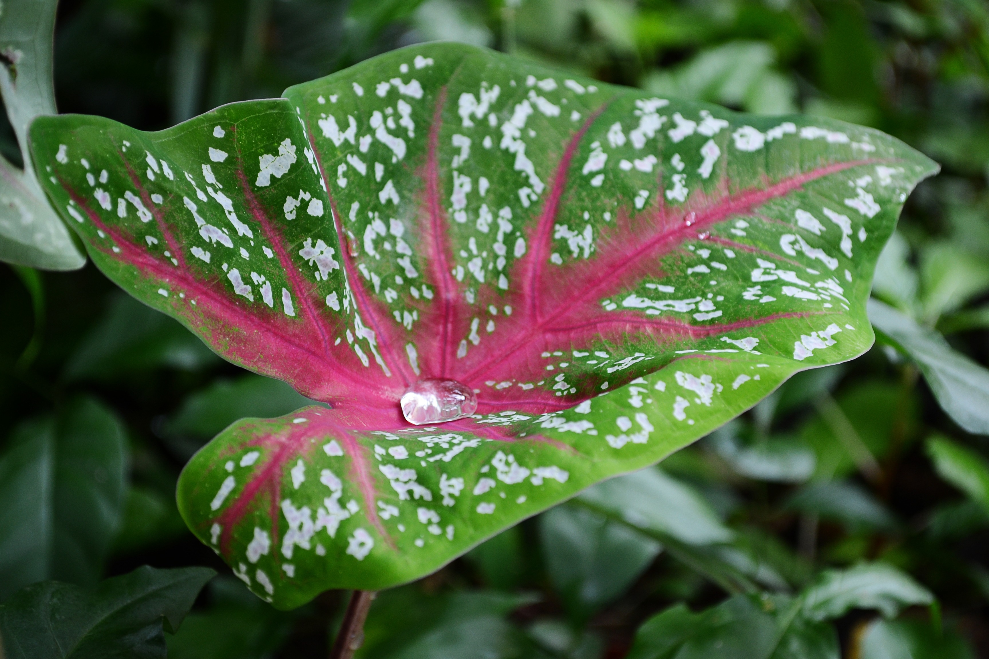 green and red leafed plant