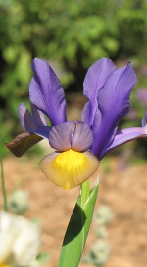 purple and yellow iris thumbnail