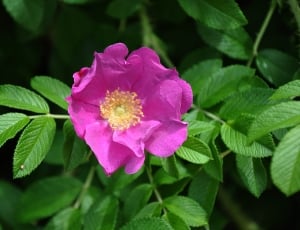 pink multi petaled flower thumbnail