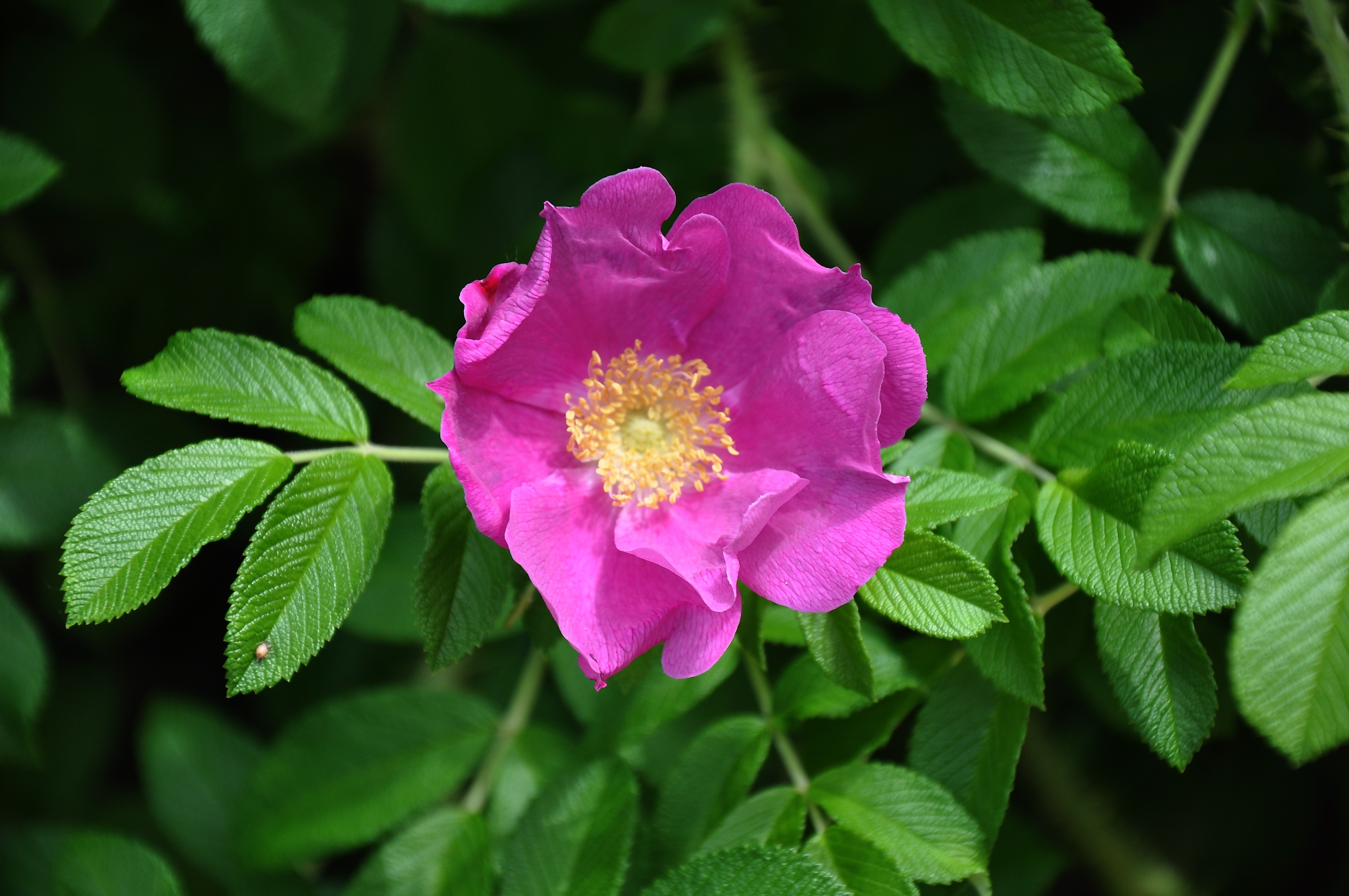 pink multi petaled flower
