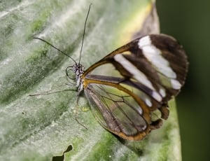 brown and white banded butterfly thumbnail