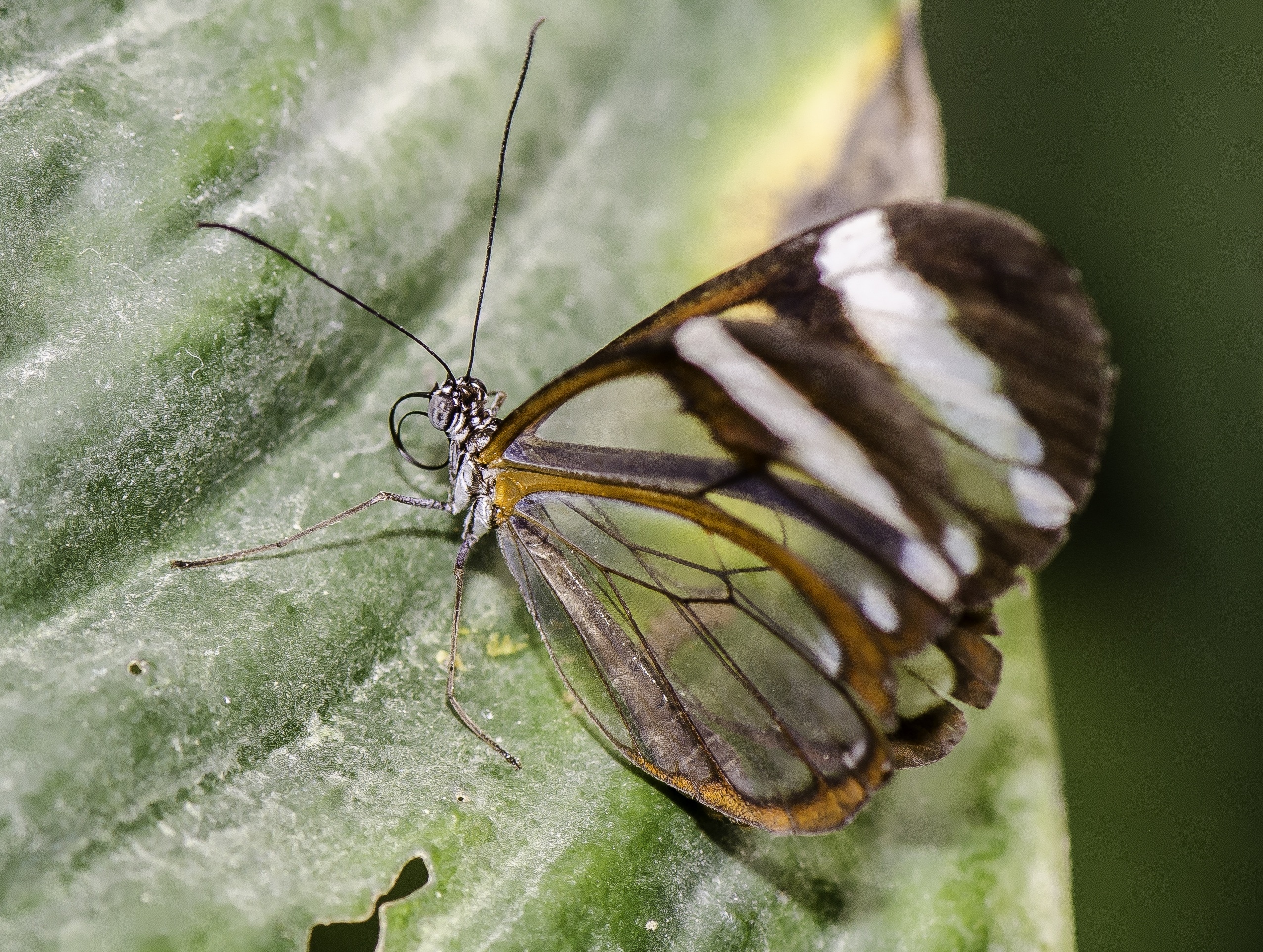 brown and white banded butterfly