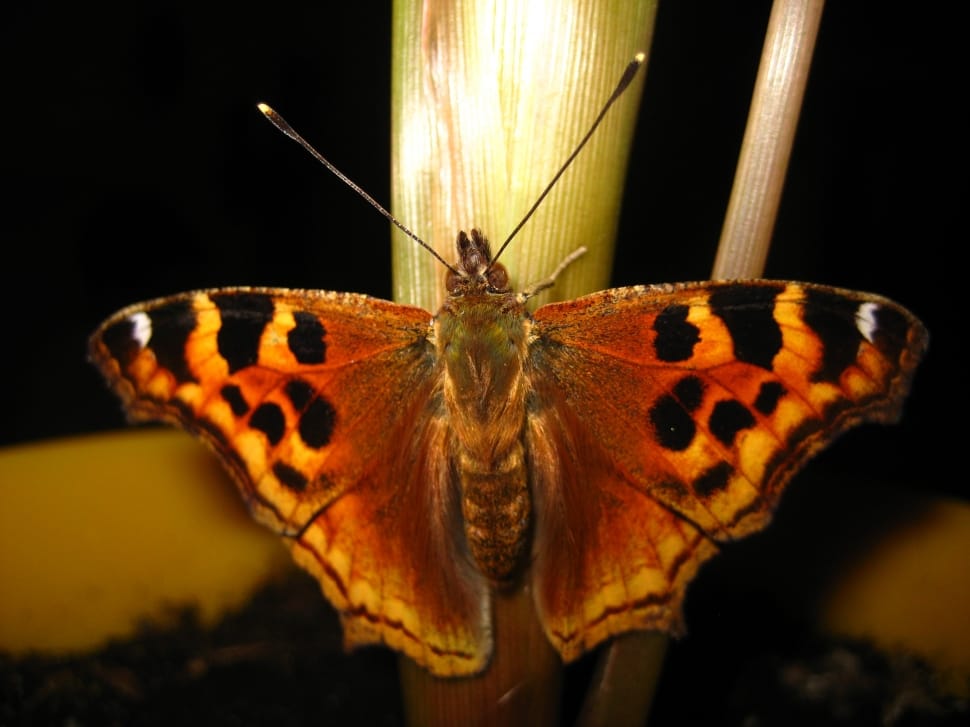 painted lady butterfly preview