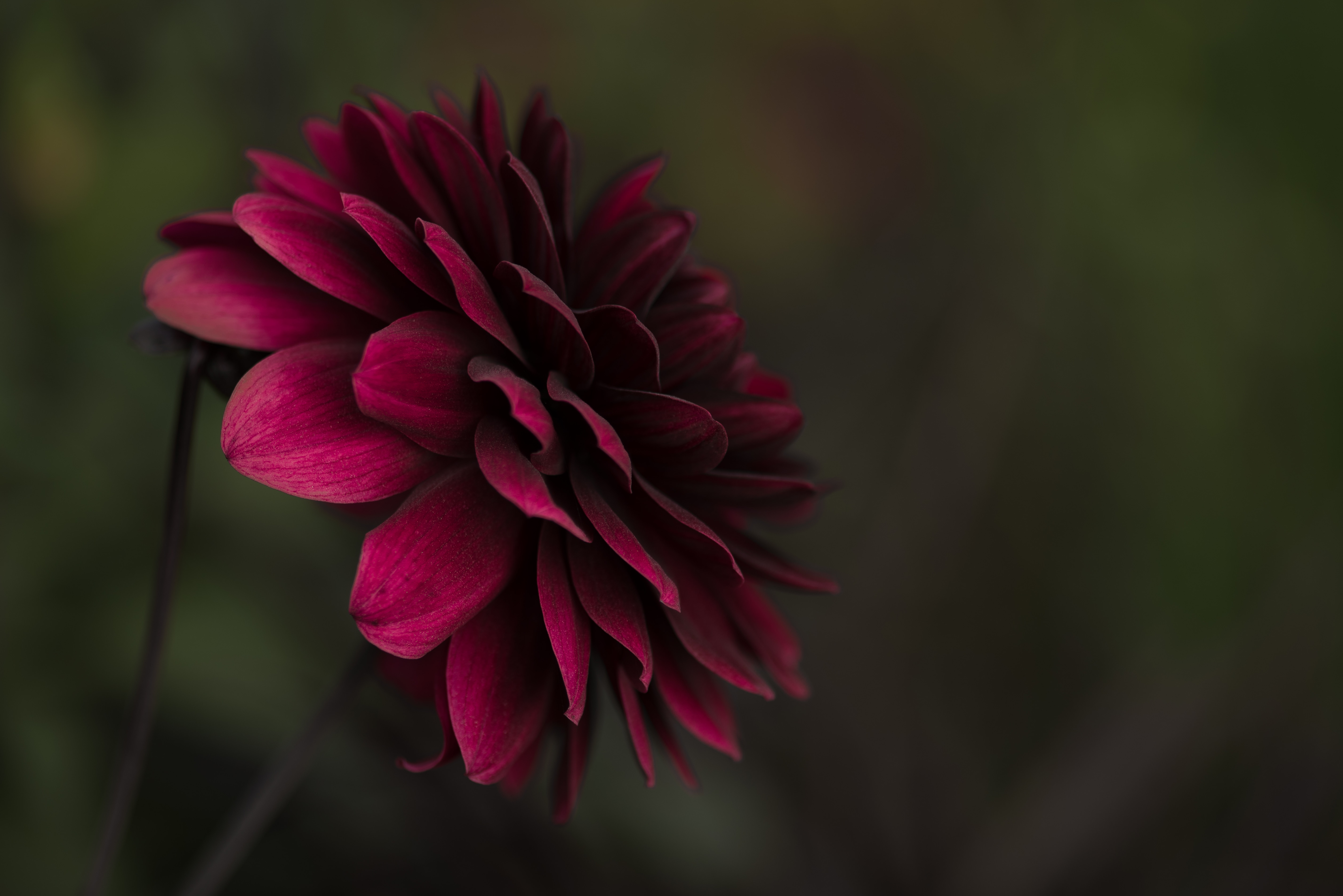 maroon petaled flower