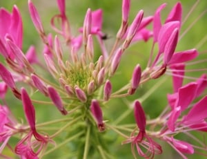 pink bee balm flower thumbnail