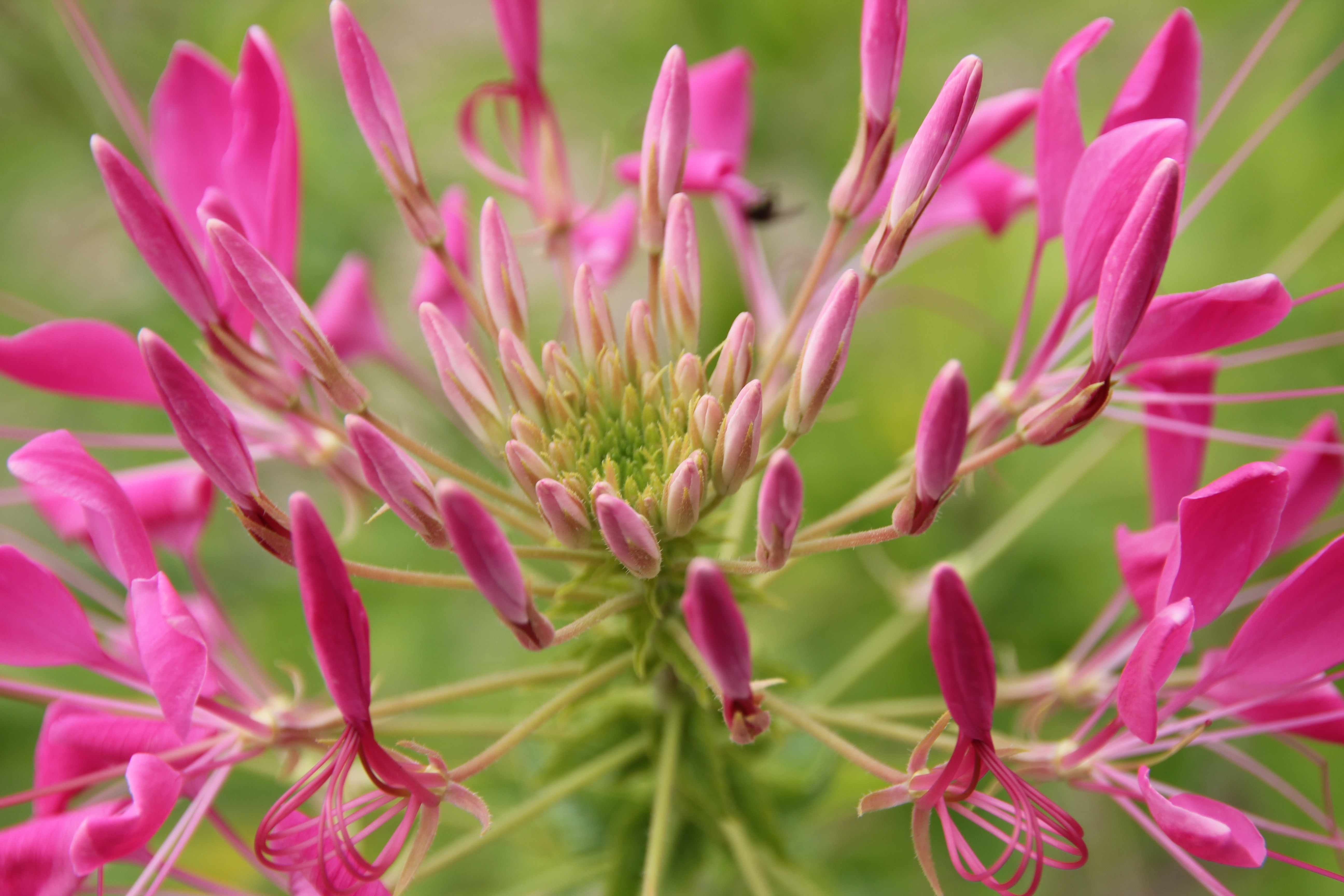 pink bee balm flower