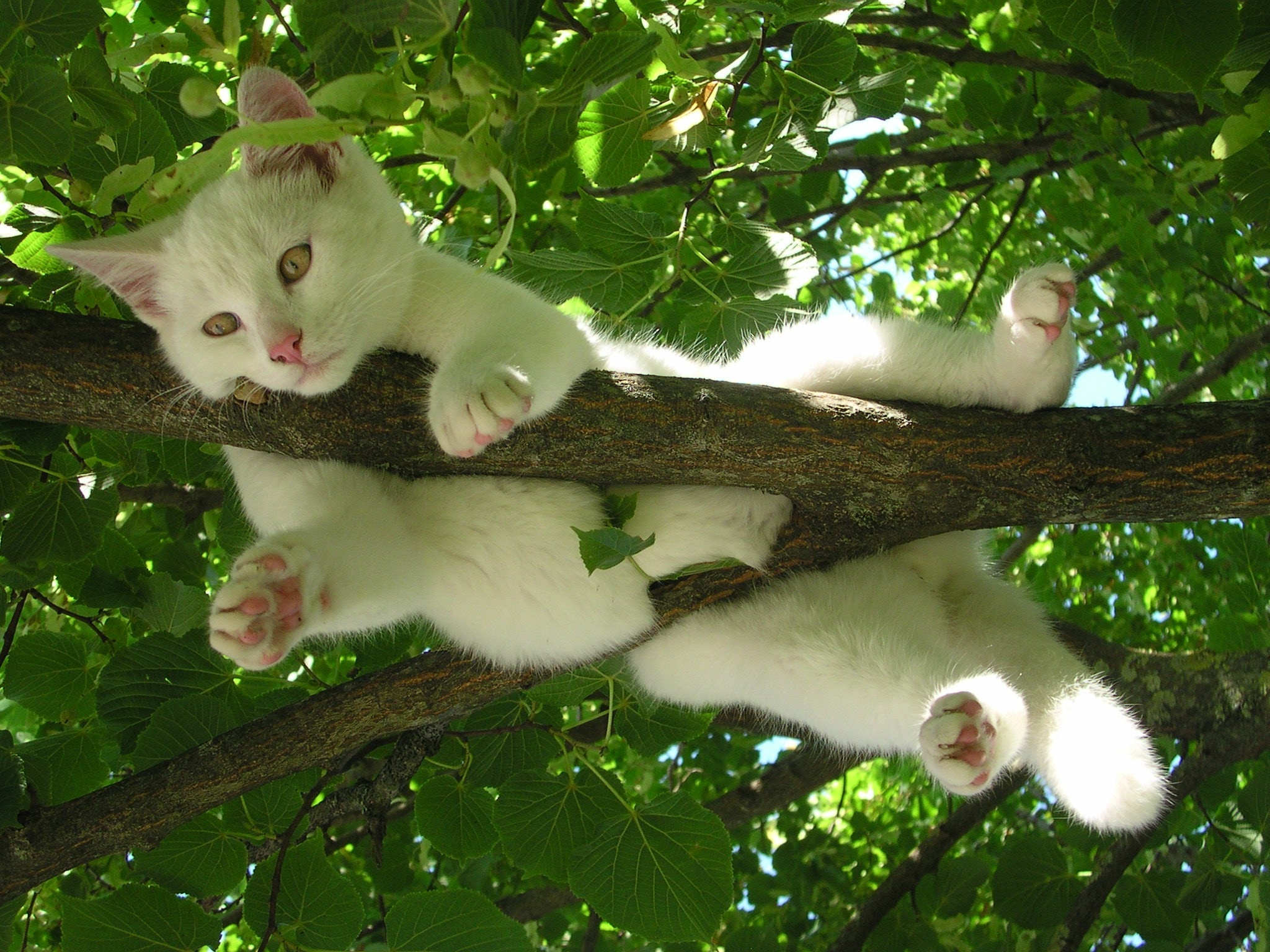 white cat on tree free image | Peakpx