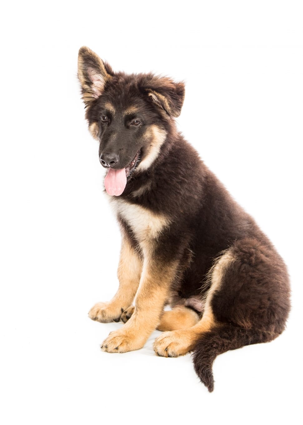 black and tan german shepherd puppy \ preview