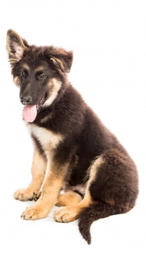 black and tan german shepherd puppy \ thumbnail