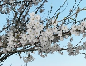 white petaled flower close-up photo thumbnail