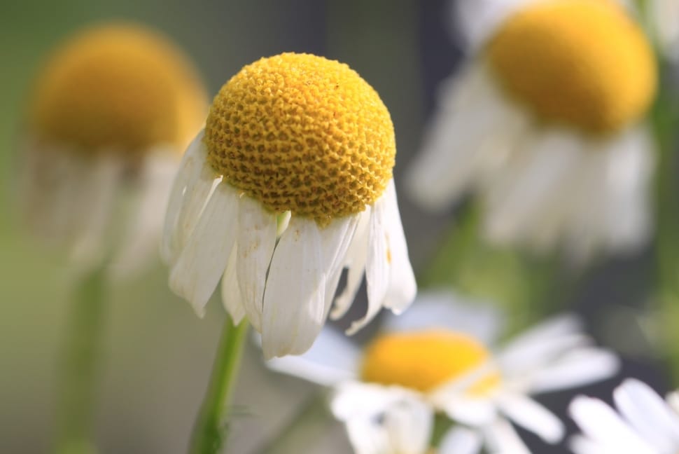 white and yellow petaled flower preview