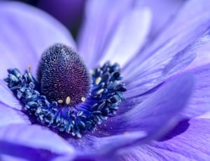 purple, petal, flower, bloom, flower, purple thumbnail