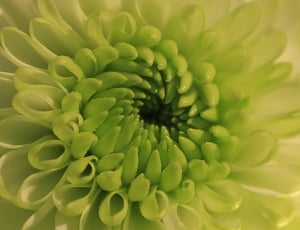 green full bloomed floewr thumbnail