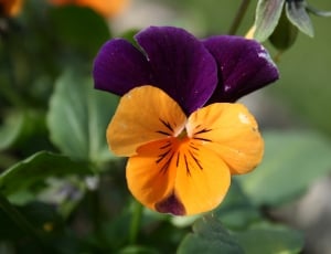 Flower, Yellow, Peaceful, Purple, Garden, flower, plant thumbnail