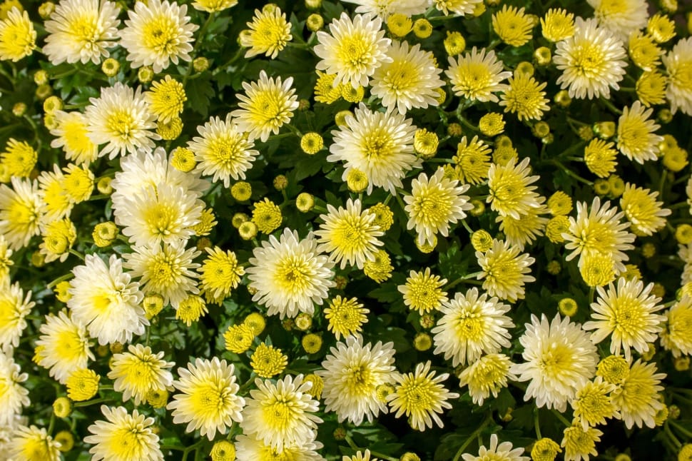 white daisies flower preview