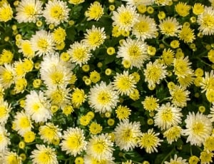 white daisies flower thumbnail