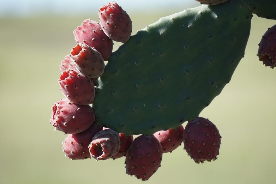 green cactus with red flowers preview