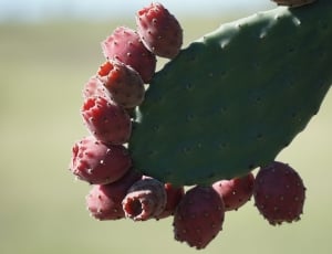 green cactus with red flowers thumbnail
