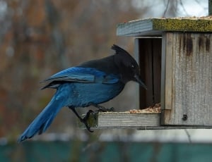 blue jay bird thumbnail