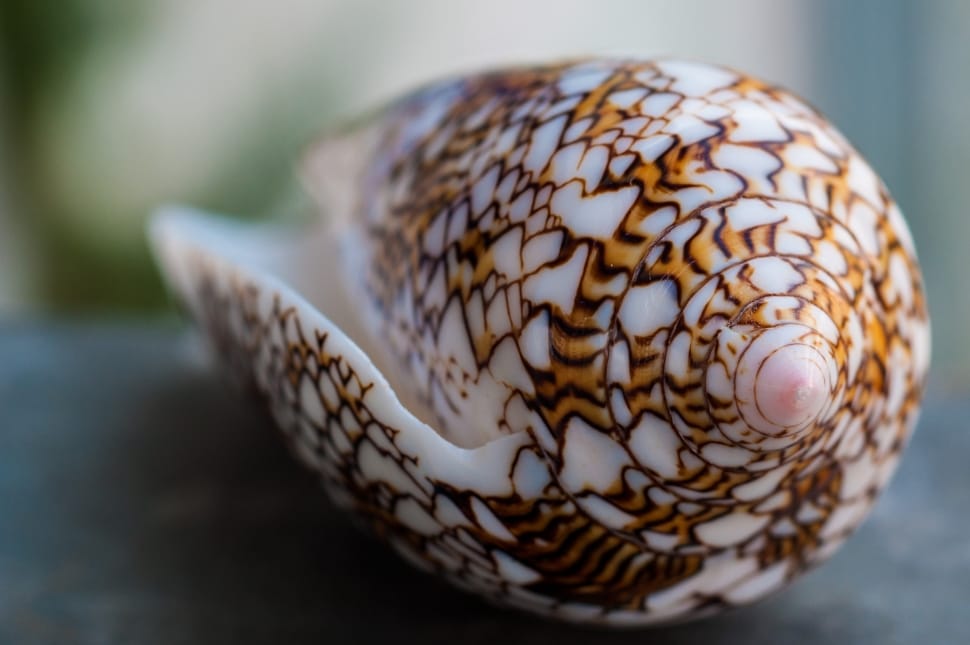 brown and white sea shell preview
