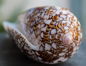brown and white sea shell thumbnail